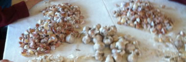 First Garlic Project