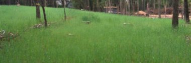 Winter Rye